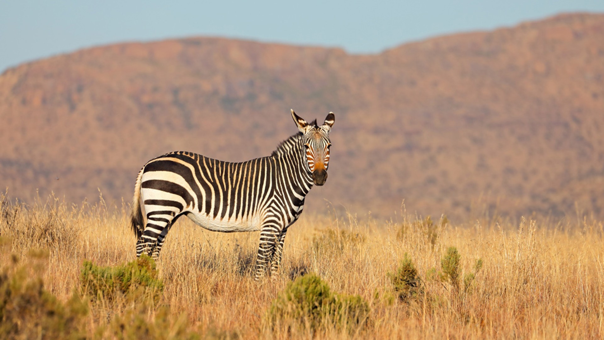 Mountain Zebra