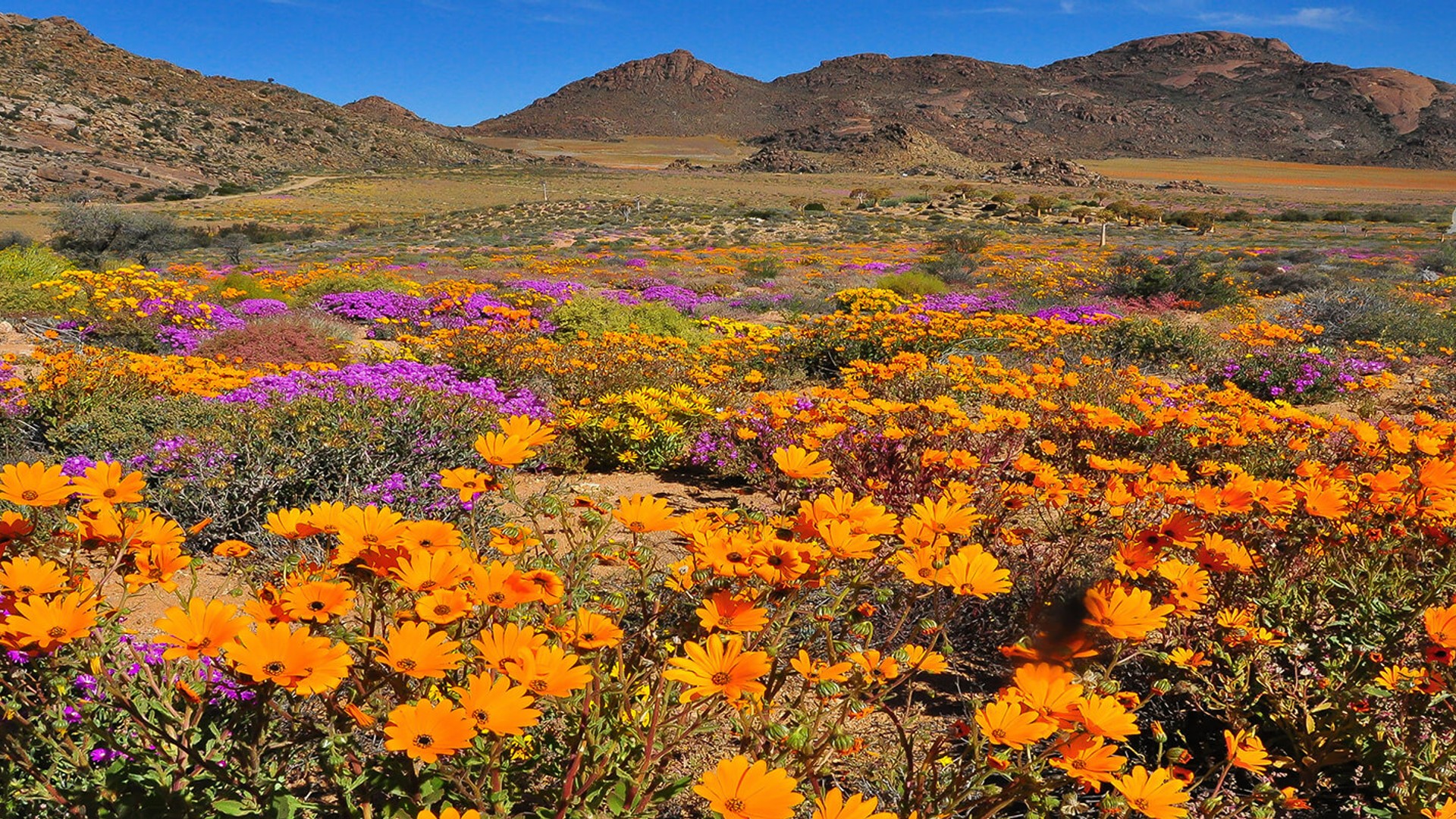 Namaqua