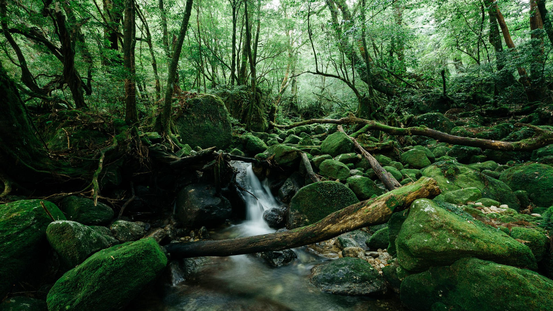 Yakushima