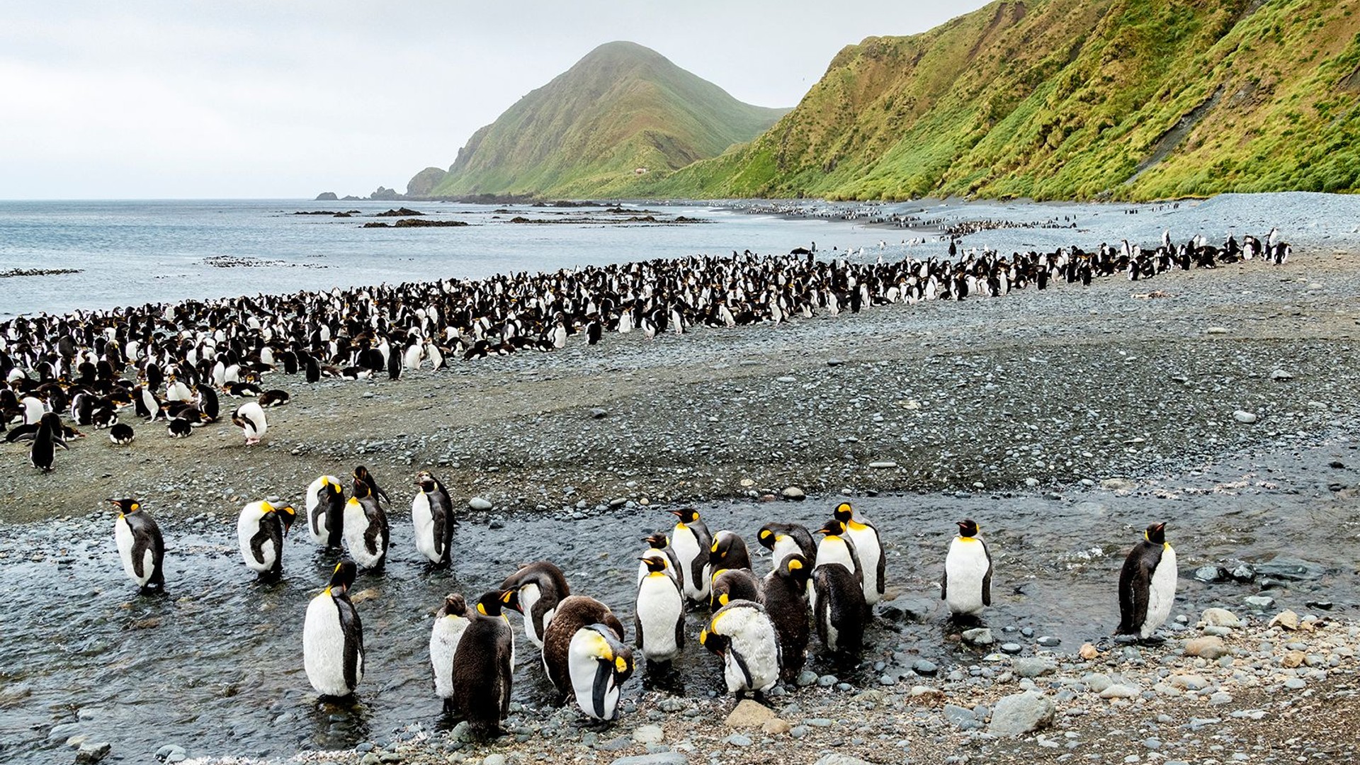 Macquarie Island
