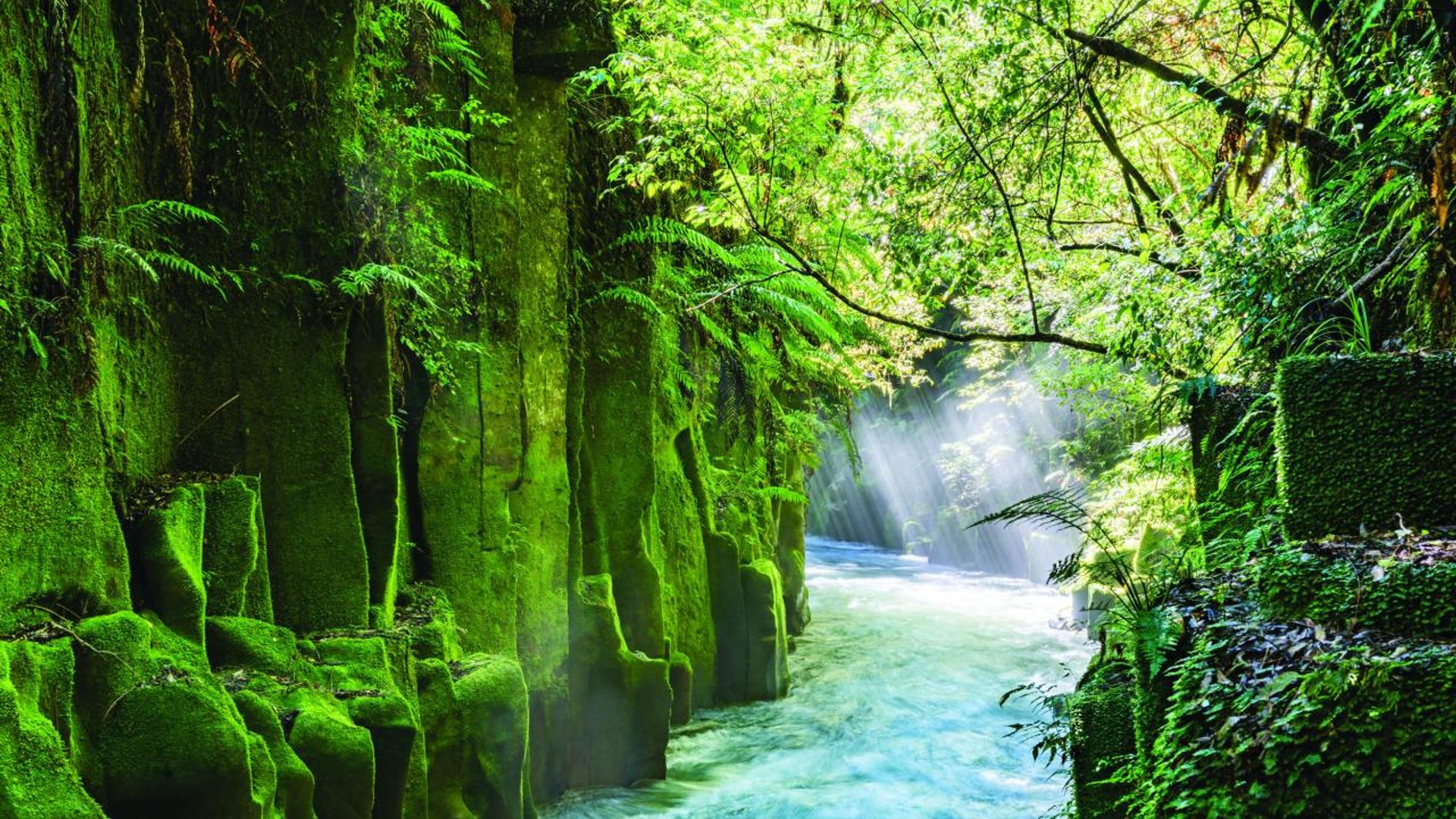 Whirinaki Te Pua-a-Tane