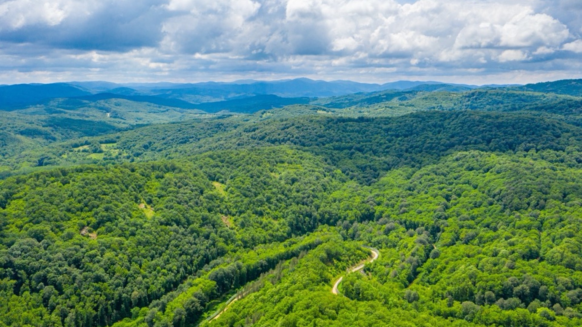 Strandzha Rhododendron Habitat