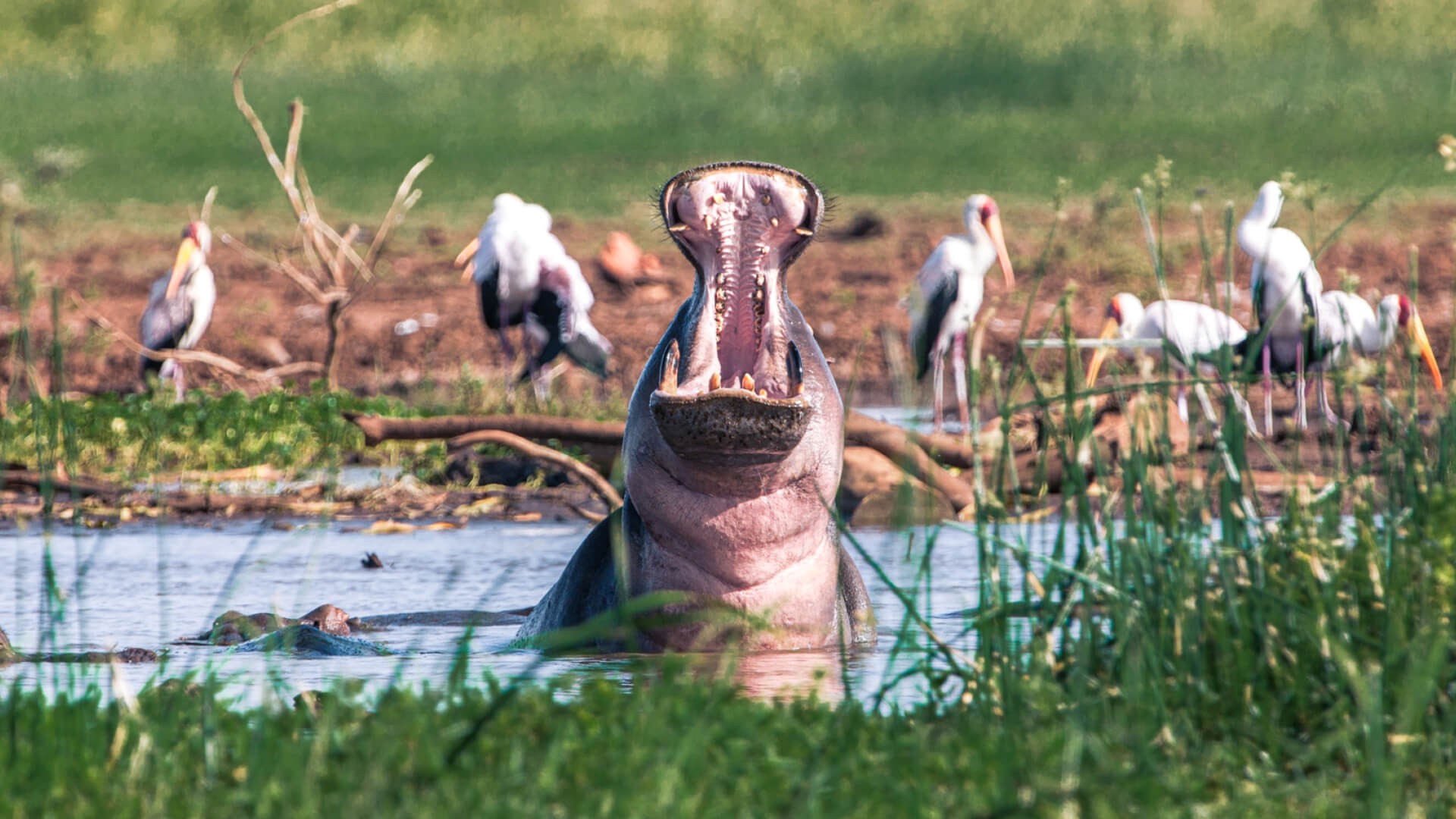 Lake Manyara