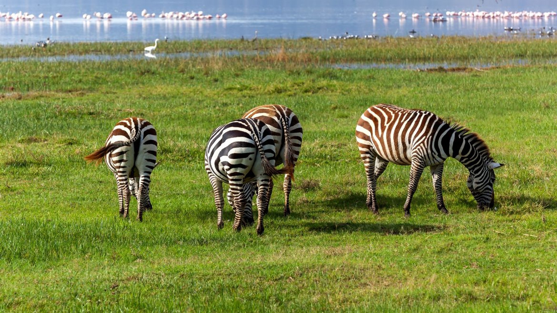 Lake Nakuru