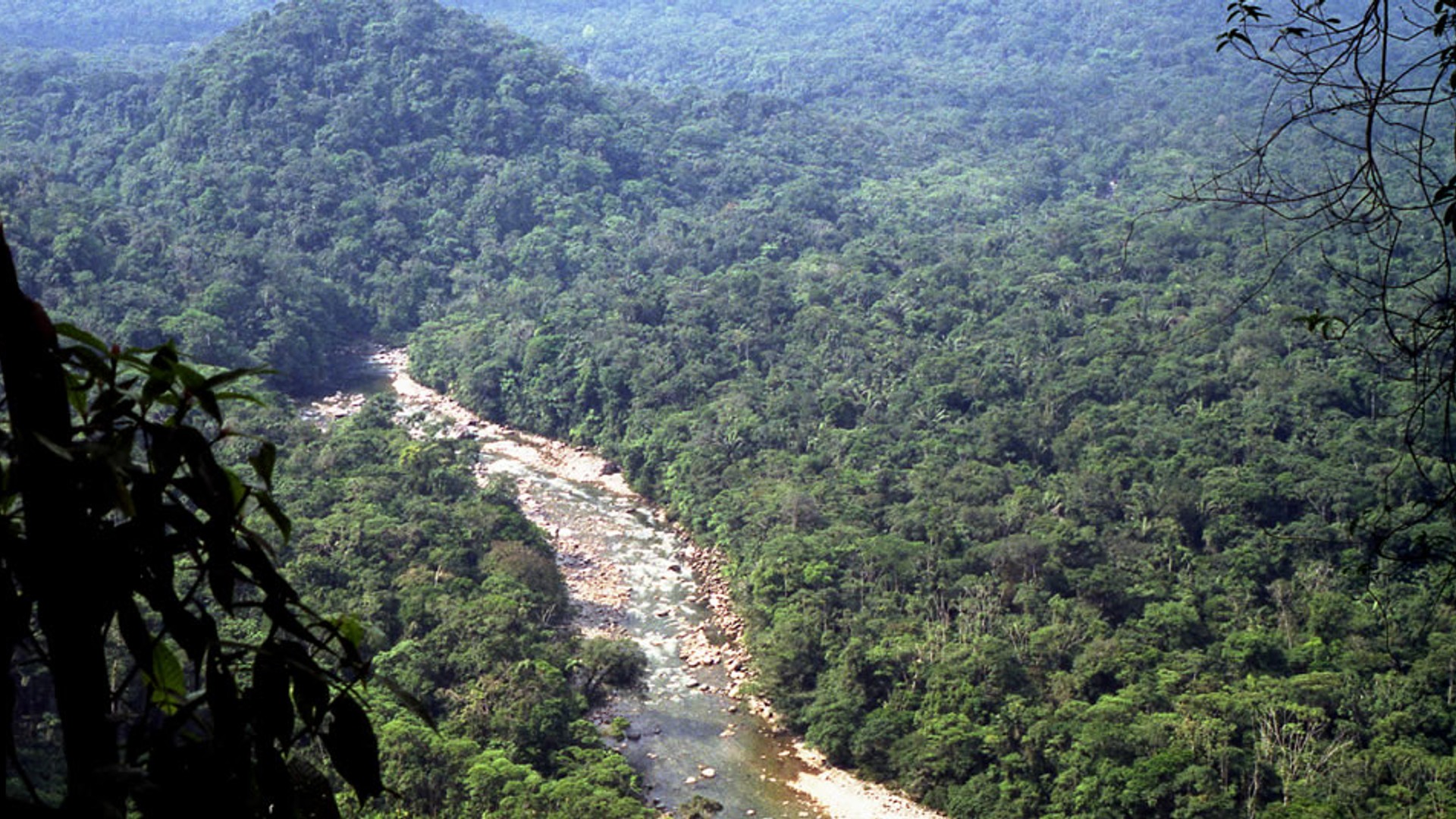 Plantas Medicinales Orito Ingi-Ande