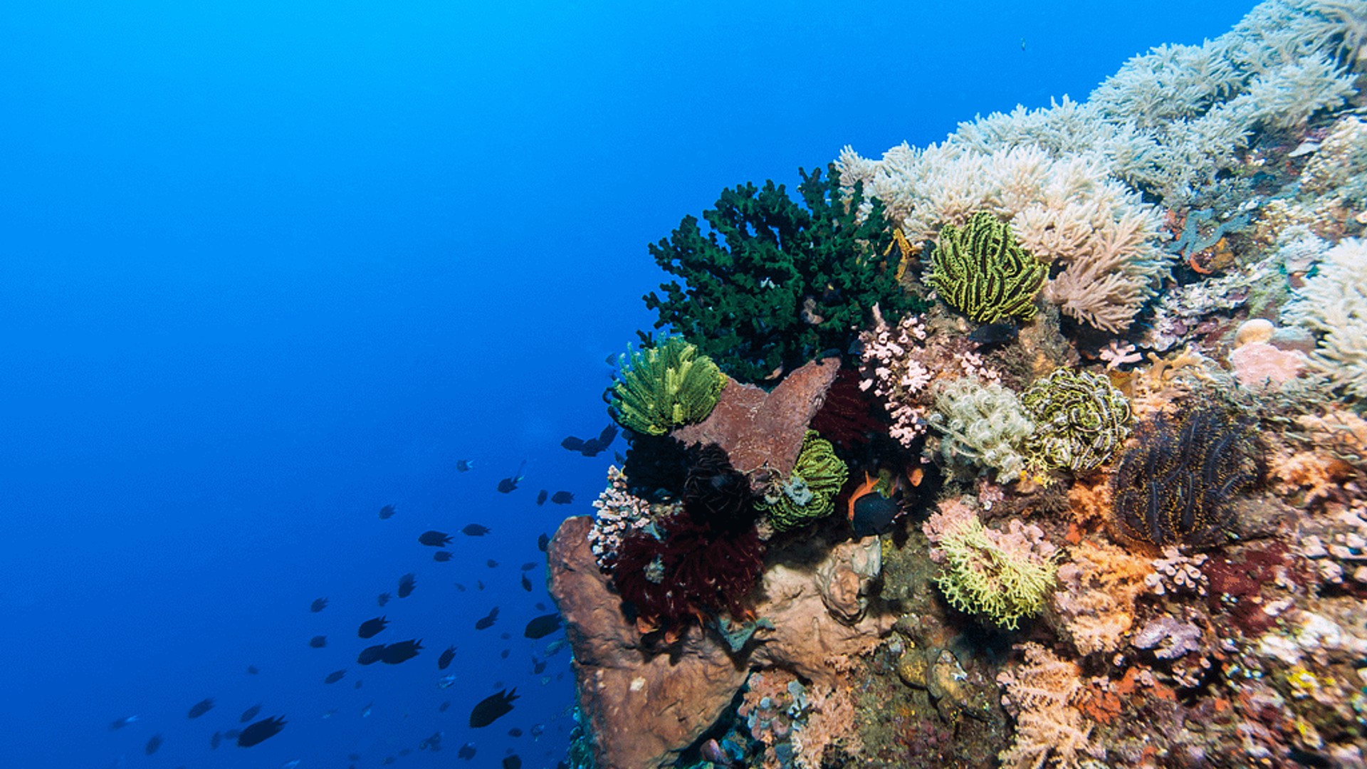 Corales de Profundidad