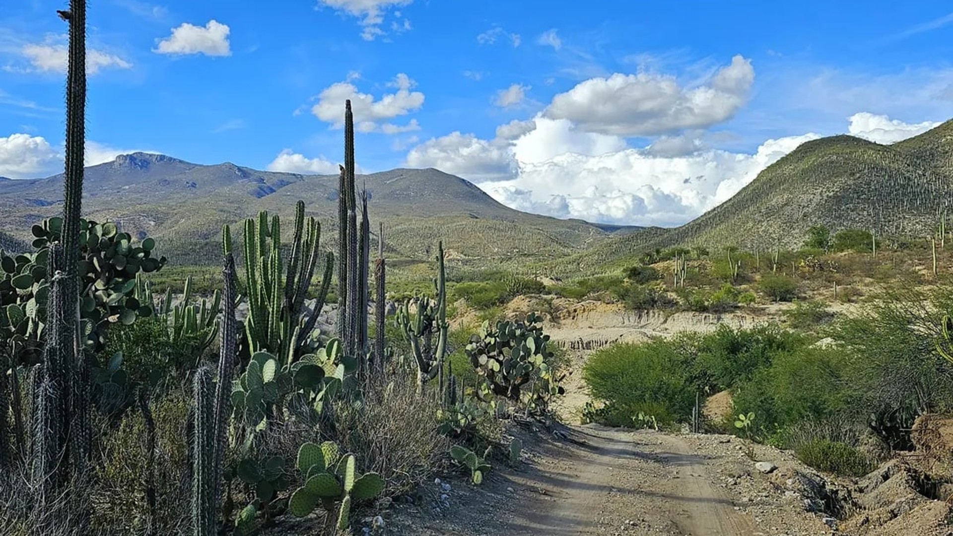 Tehuacán-Cuicatlán