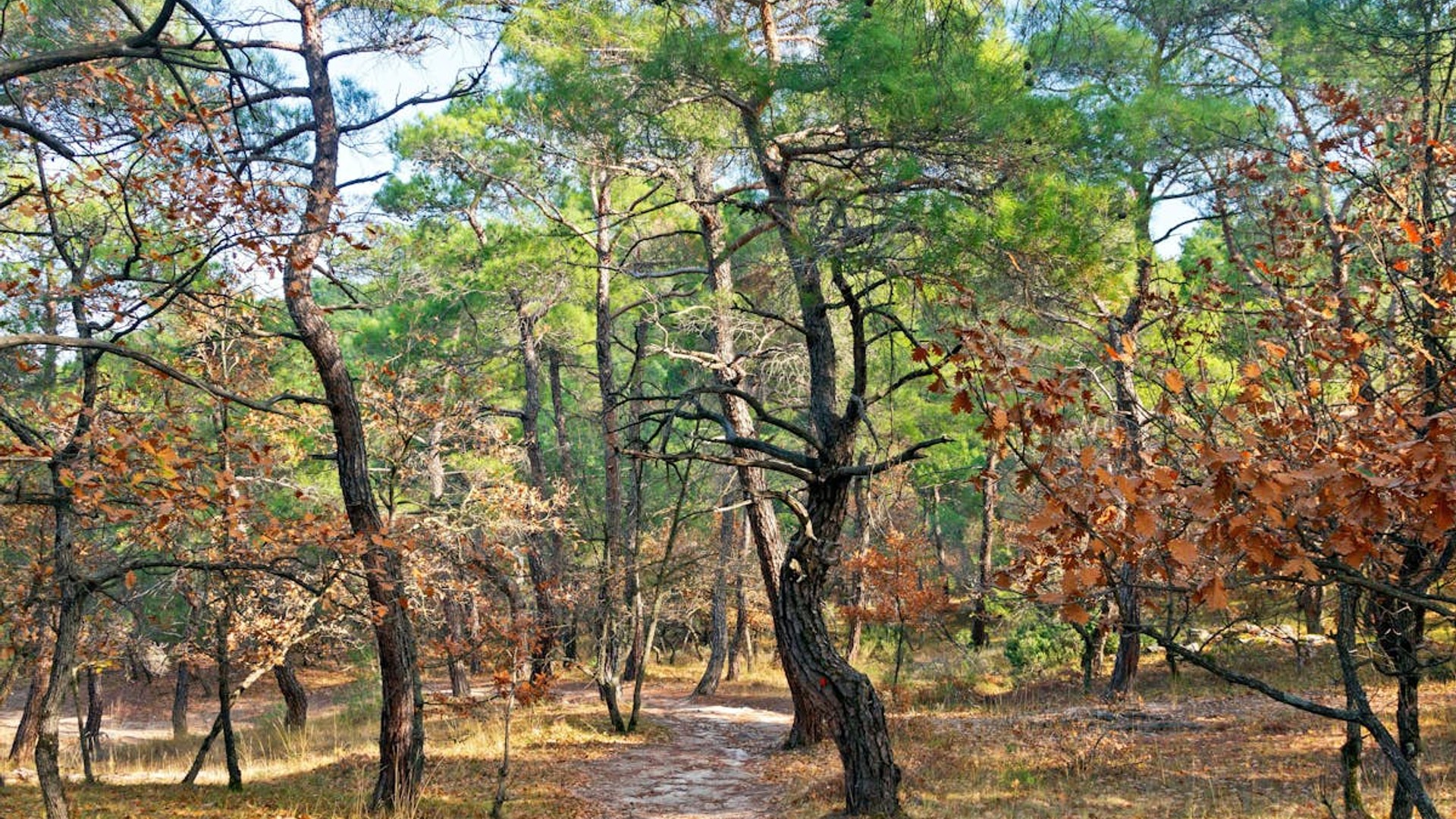 Dadia-Lefkimi-Soufli Forest