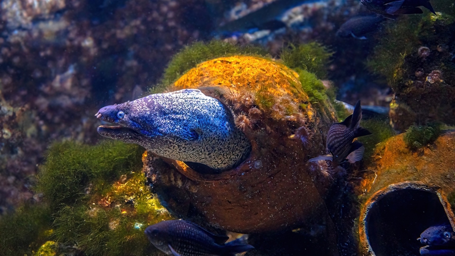 Zembra and Zembretta