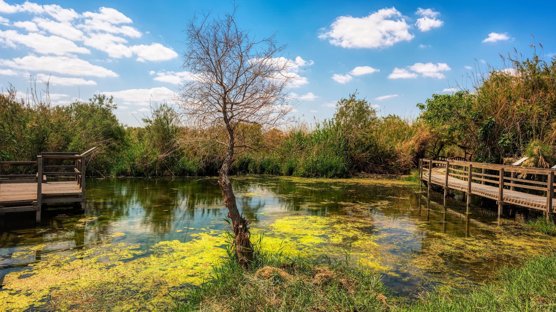 Azraq Wetland