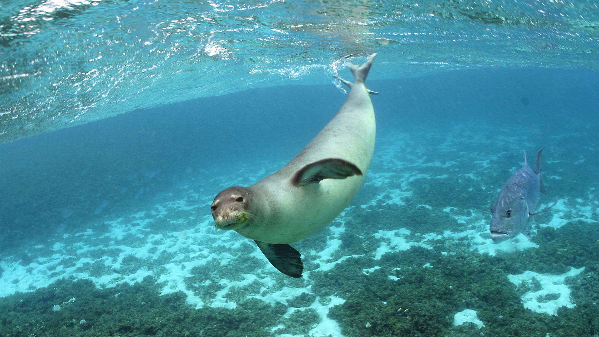 Papahanaumokuakea Marine