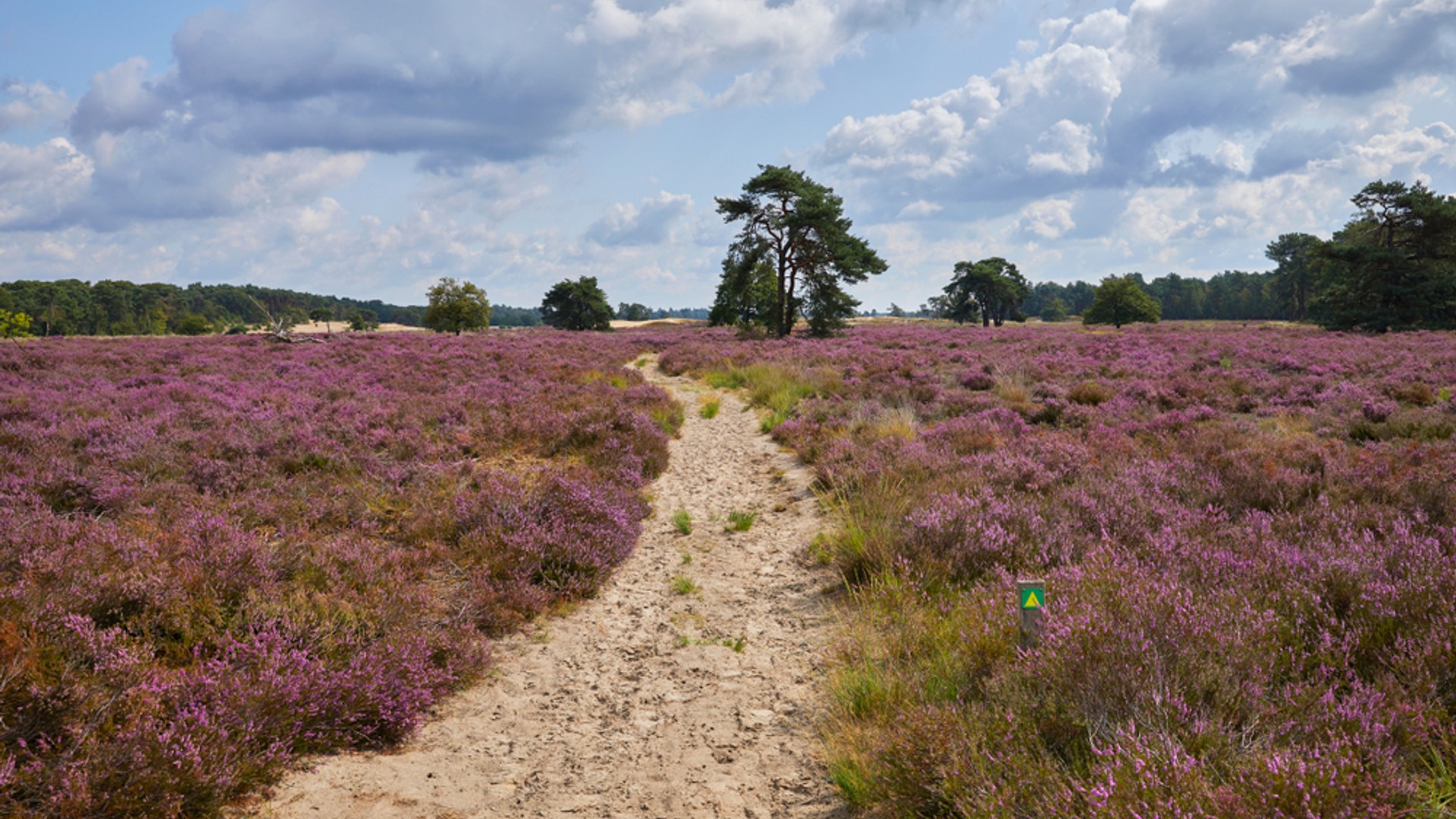 De Loonse en Drunense Duinen