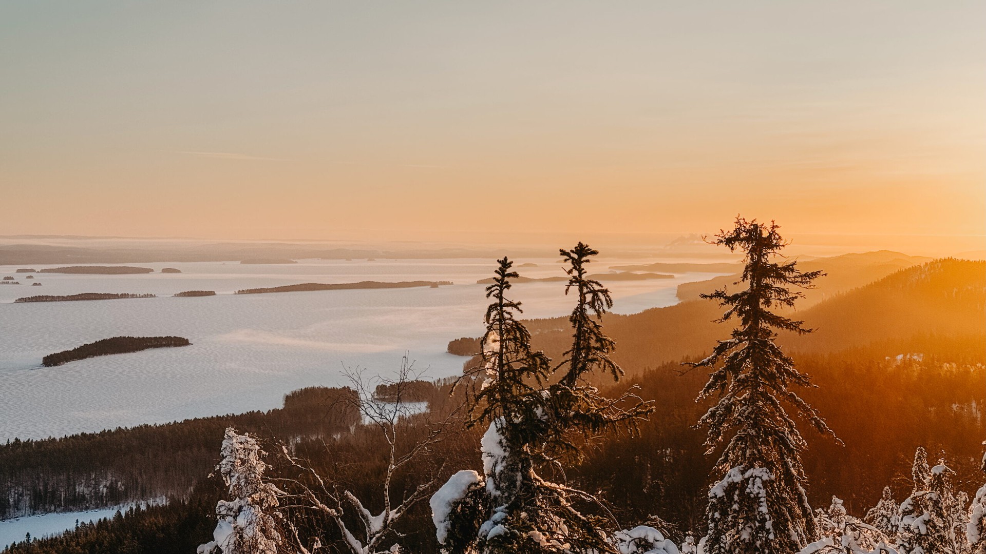 Koli