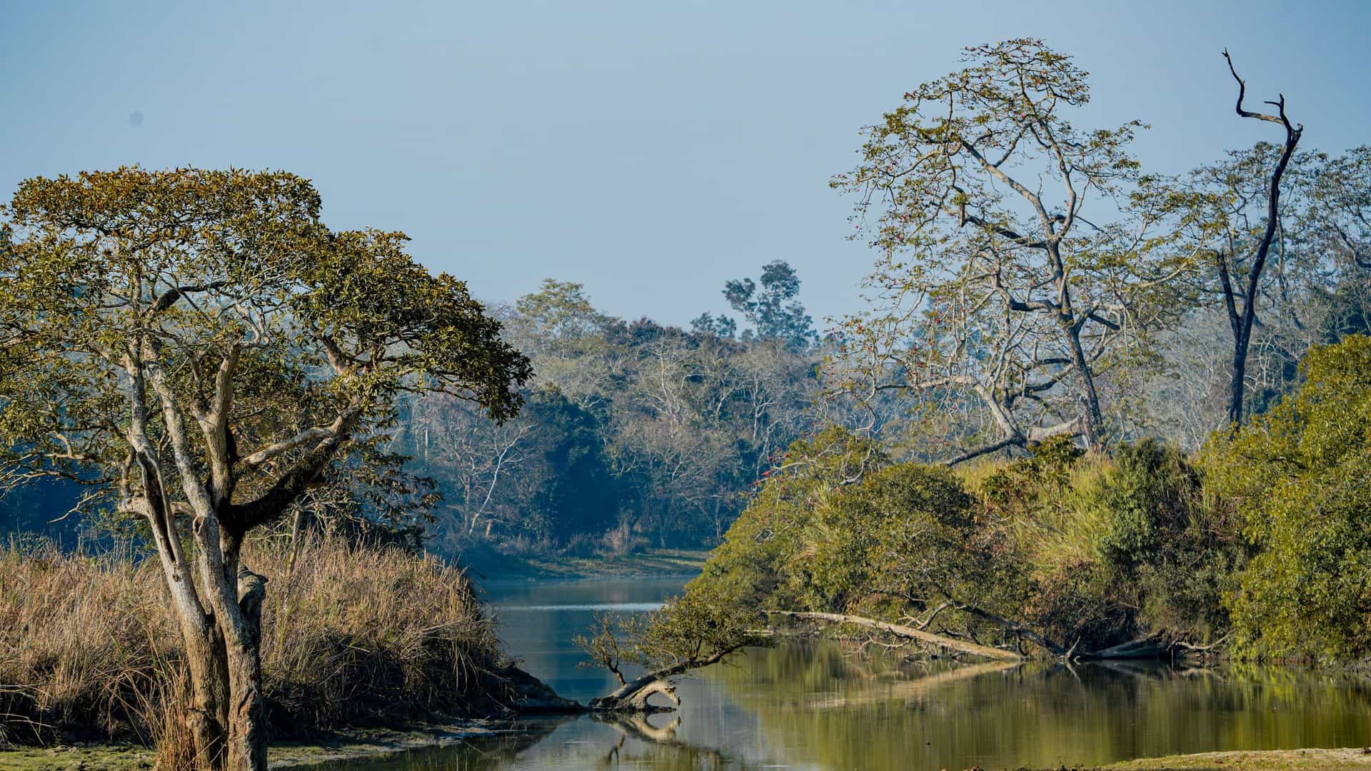 Kaziranga