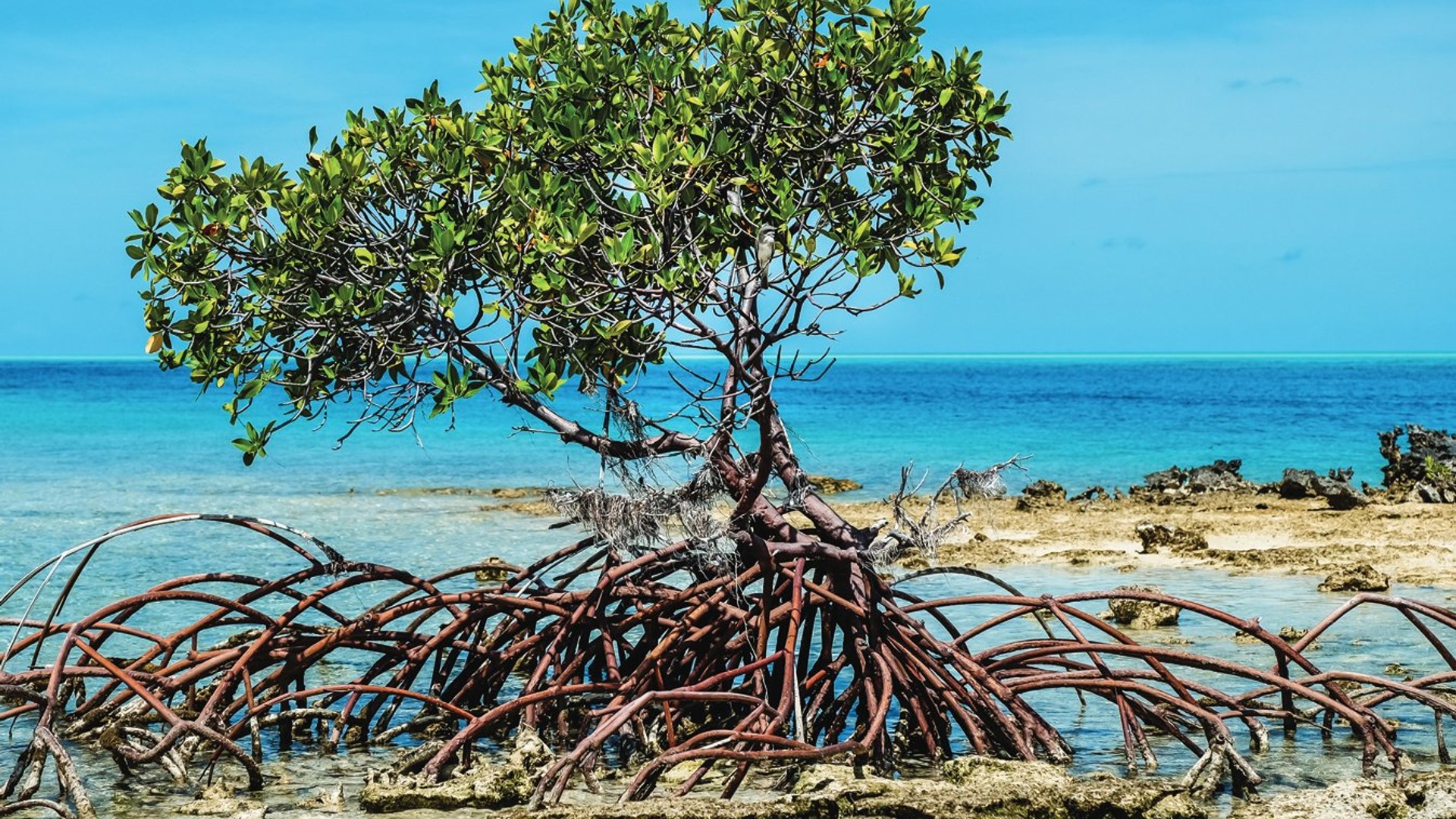 Graham's Harbour Iguana and Seabird