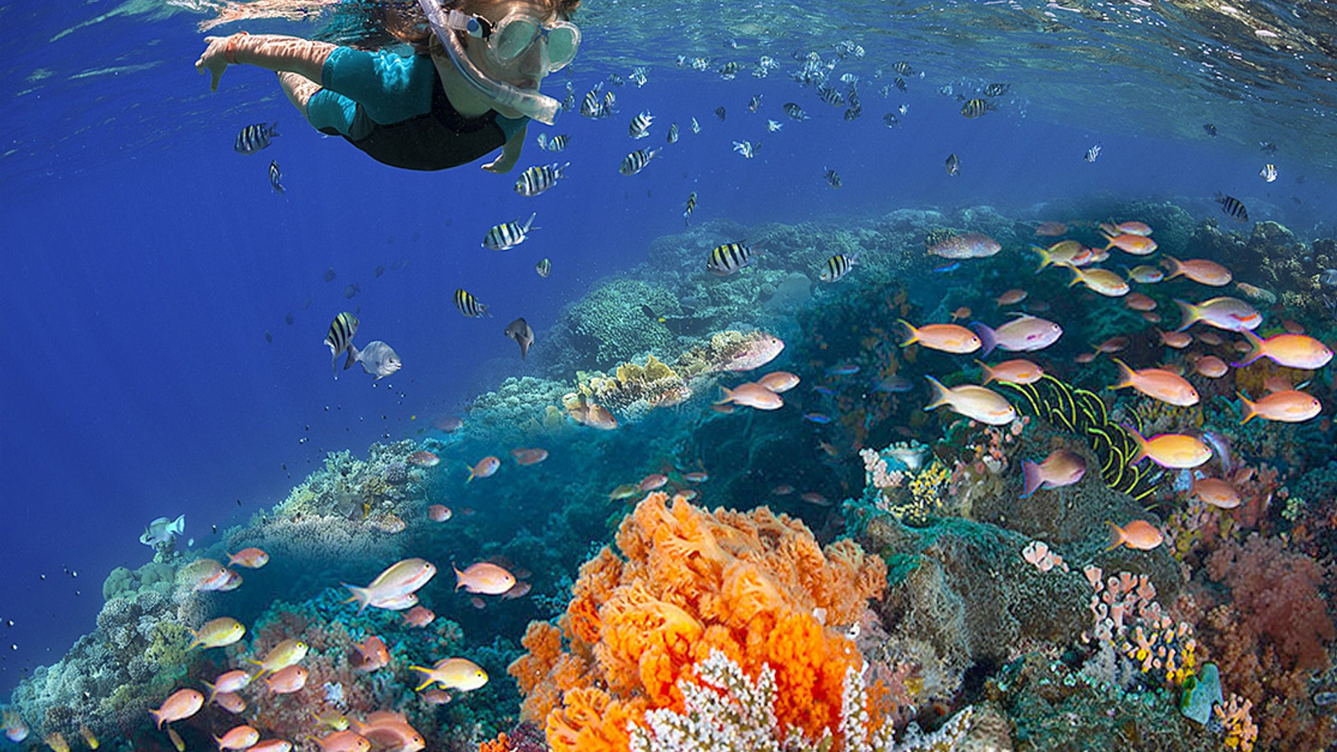 Arrecifes de Cozumel