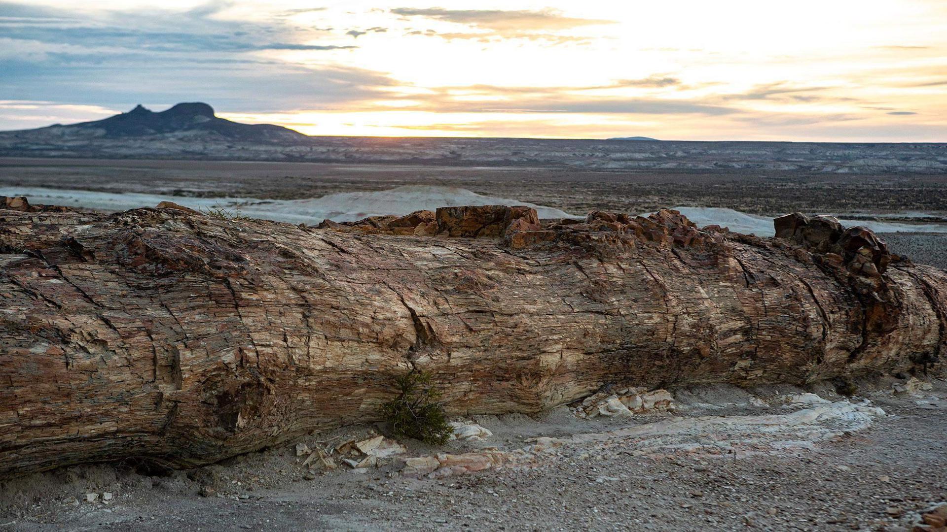 Bosques Petrificados