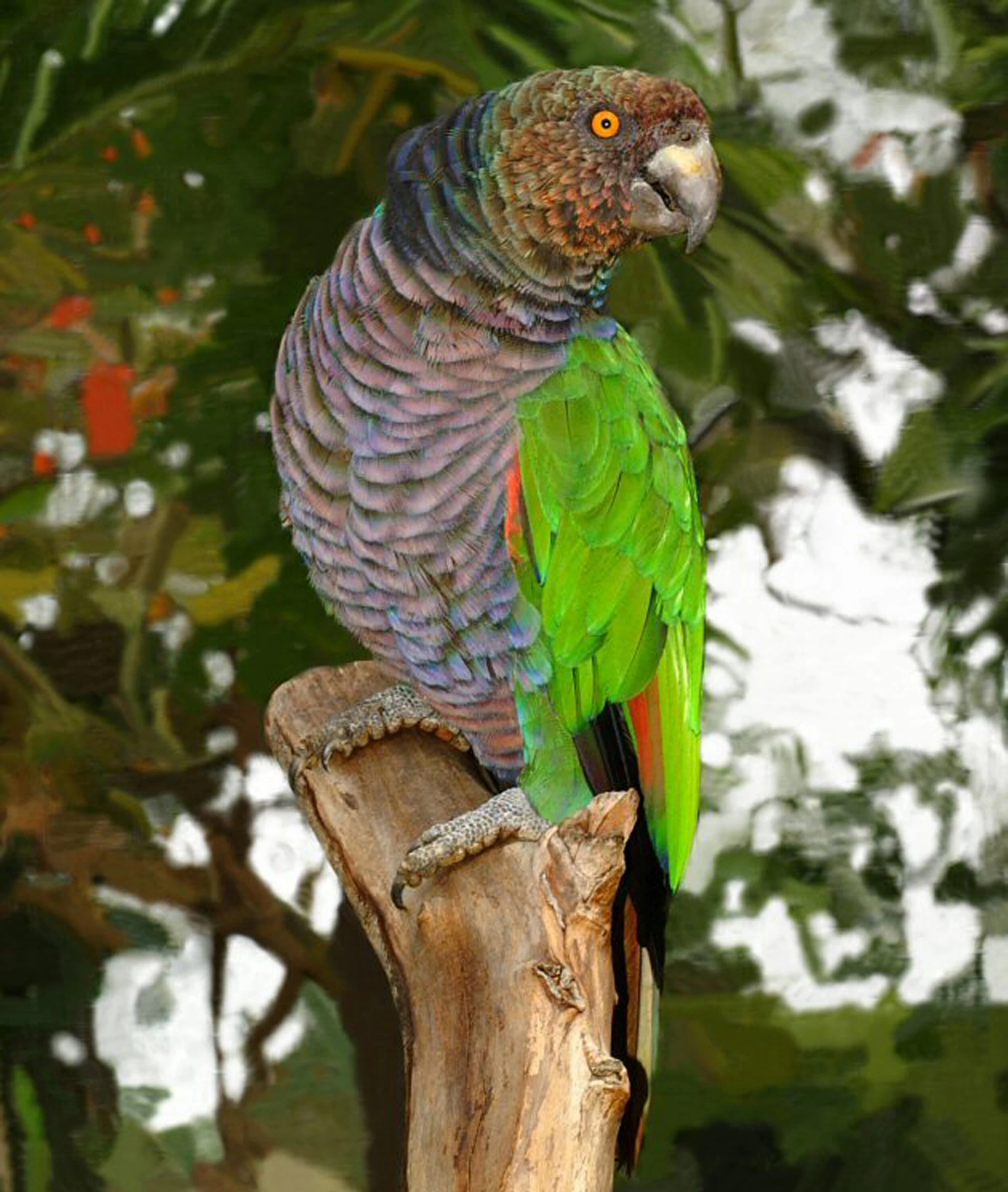 Syndicate Parrot