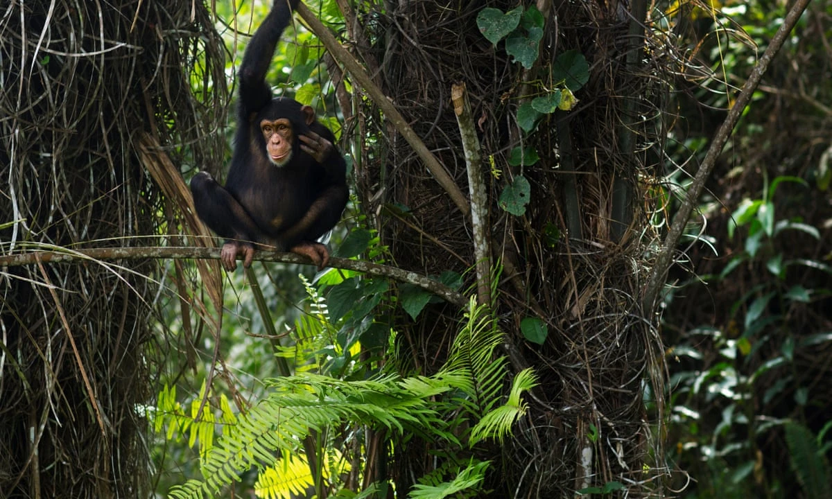Bafing Chimpanzee Sanctuary