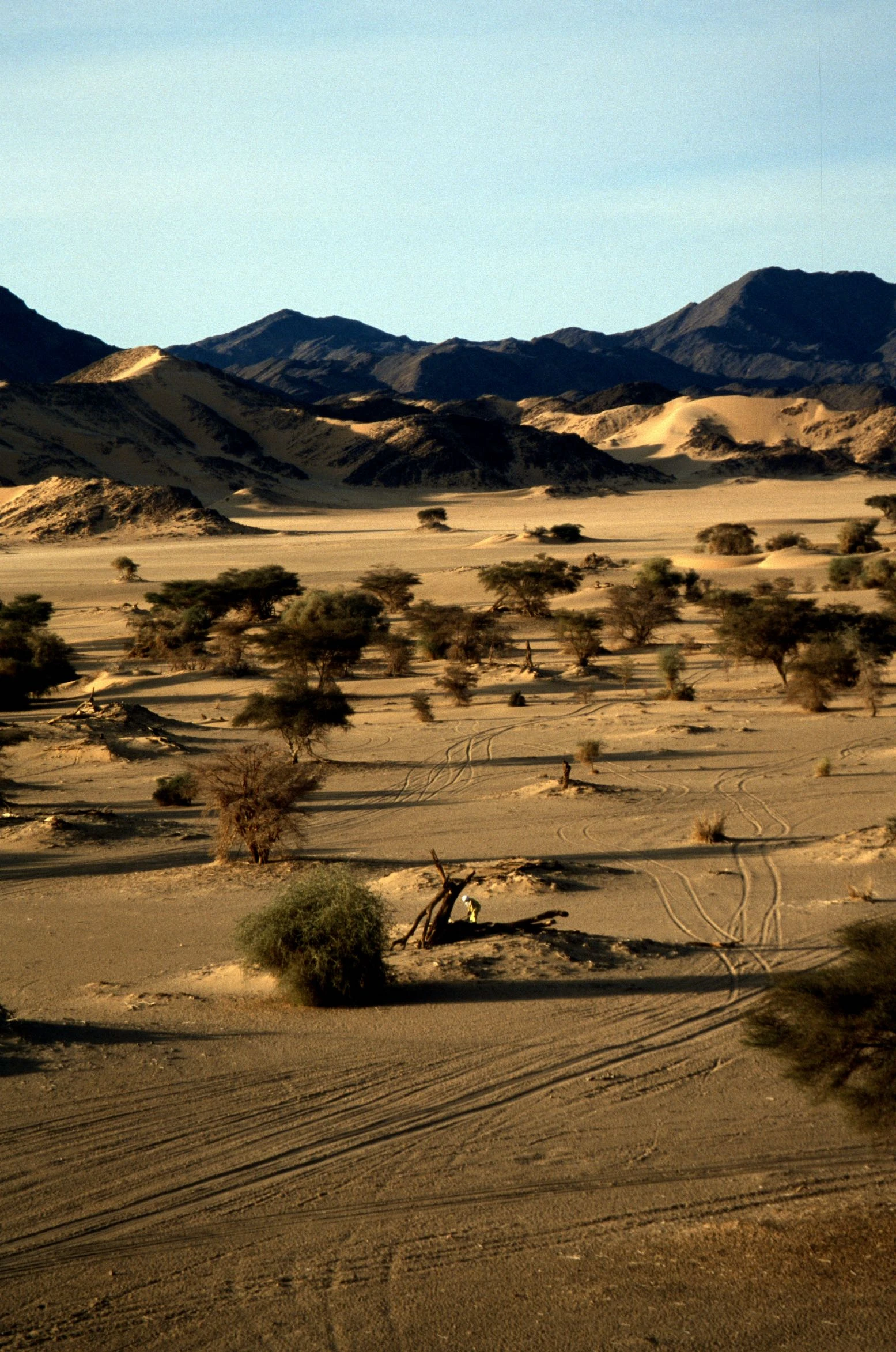 Oasis du Kaouar