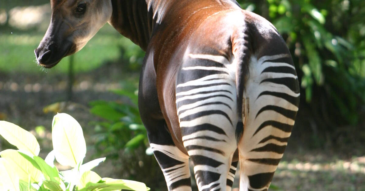Okapi