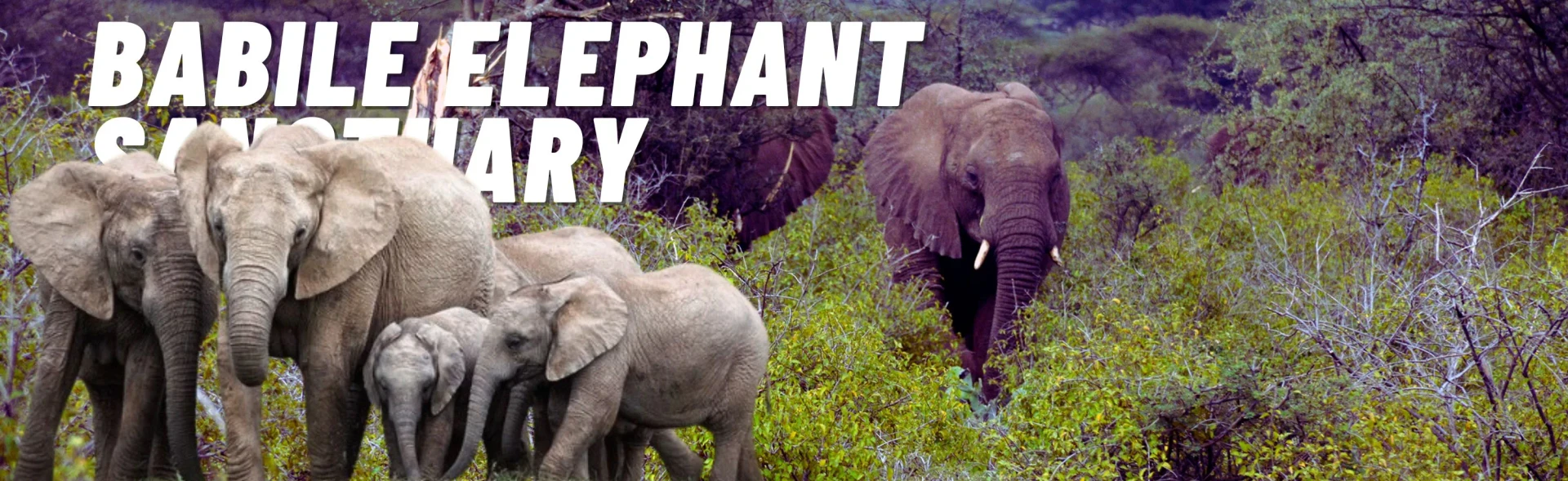 Babile Elephant