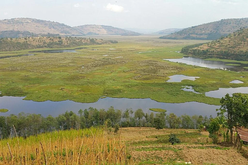 Rugezi