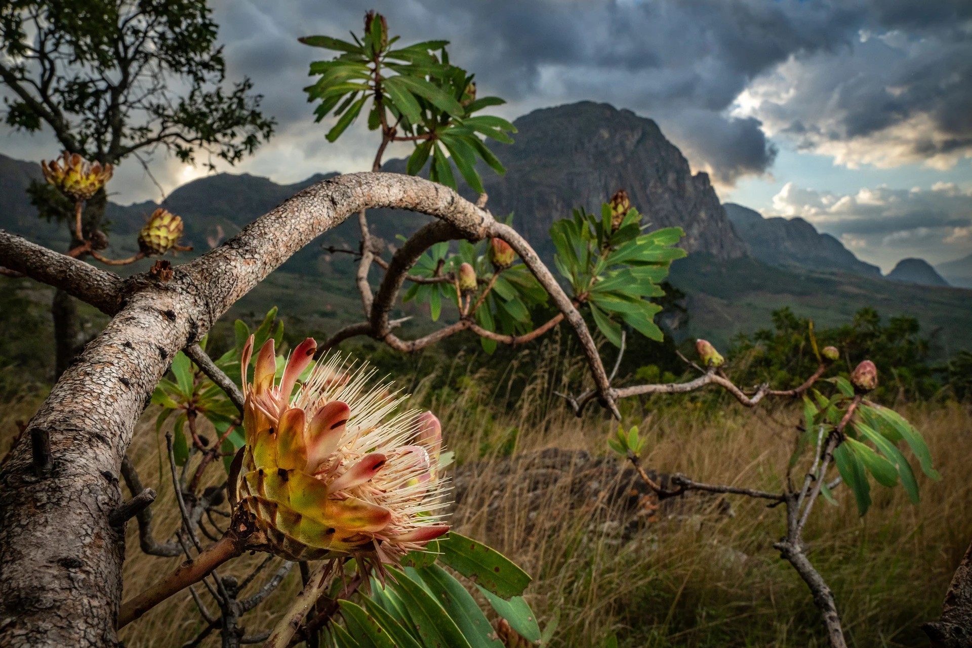 Chimanimani