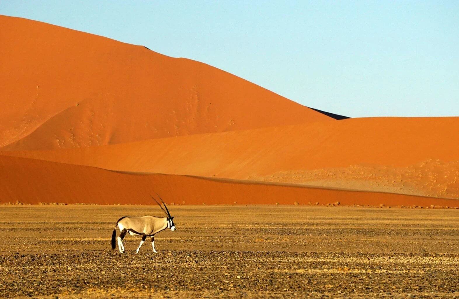 Gemsbok