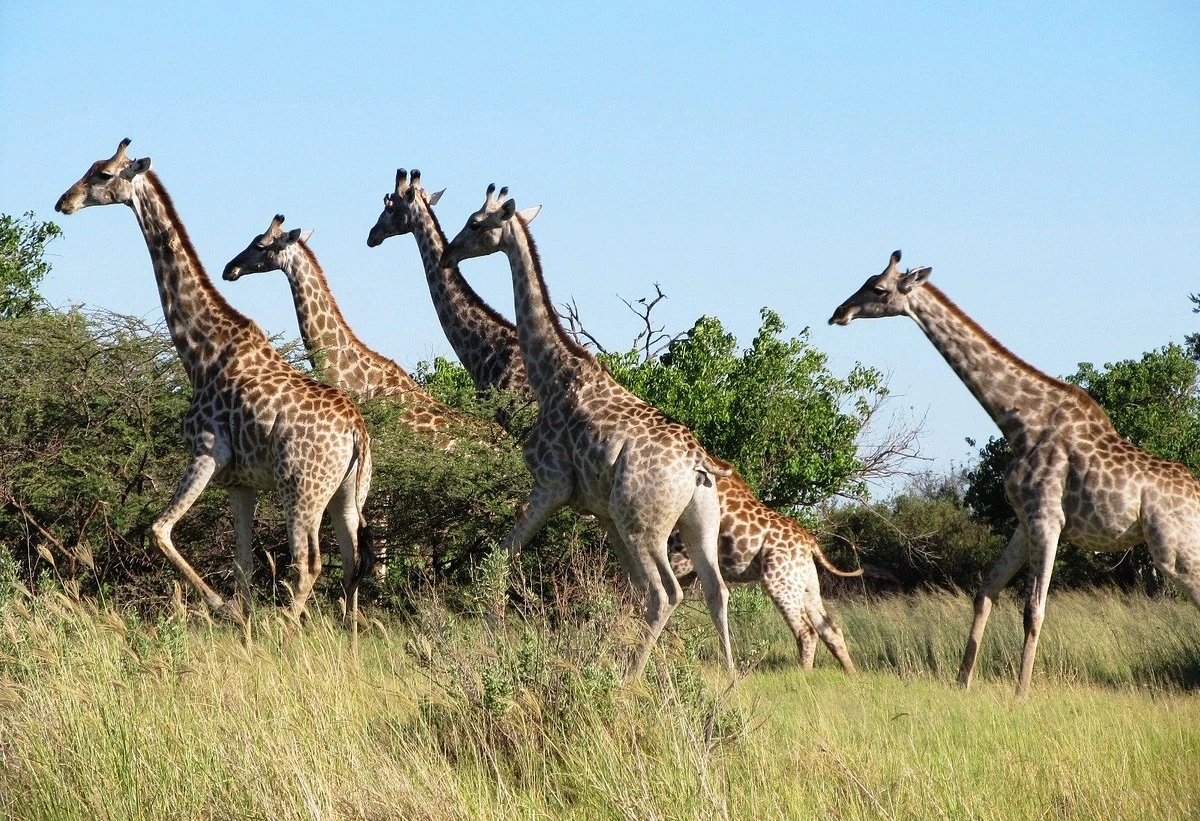 Moremi