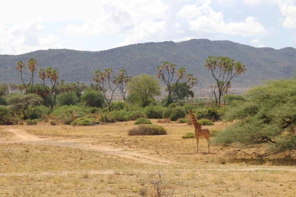 Samburu