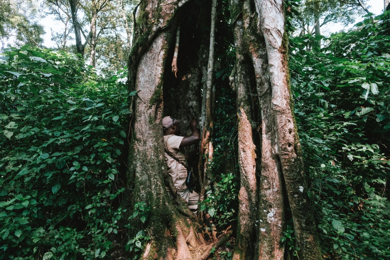 Kakamega Forest
