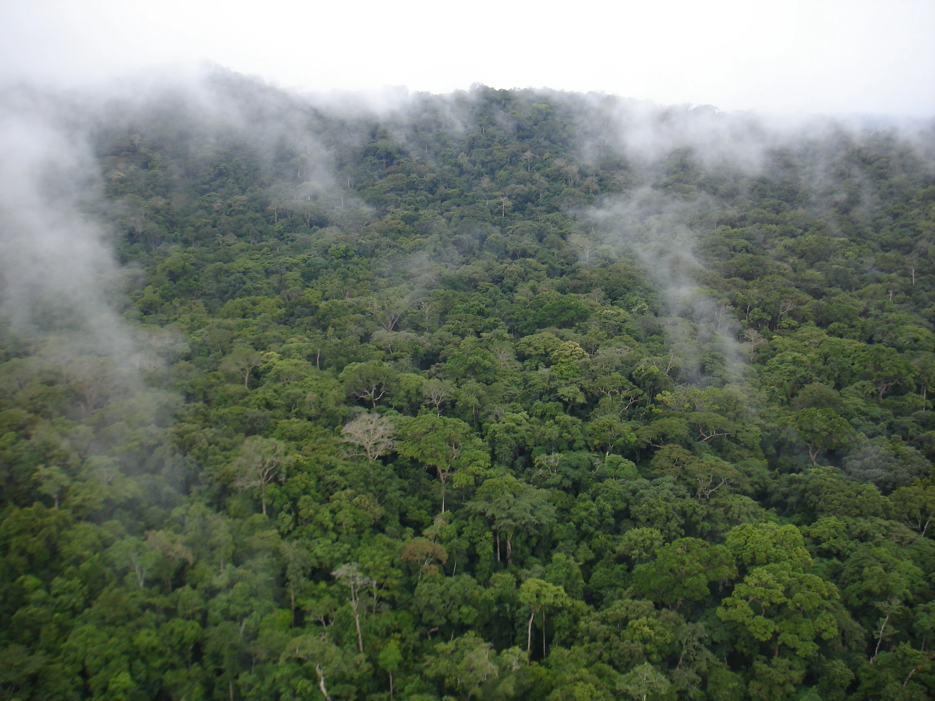 Gola Rainforest