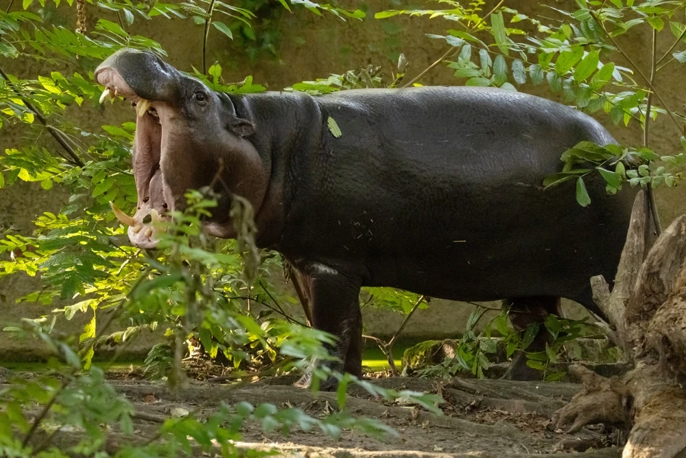 Sapo