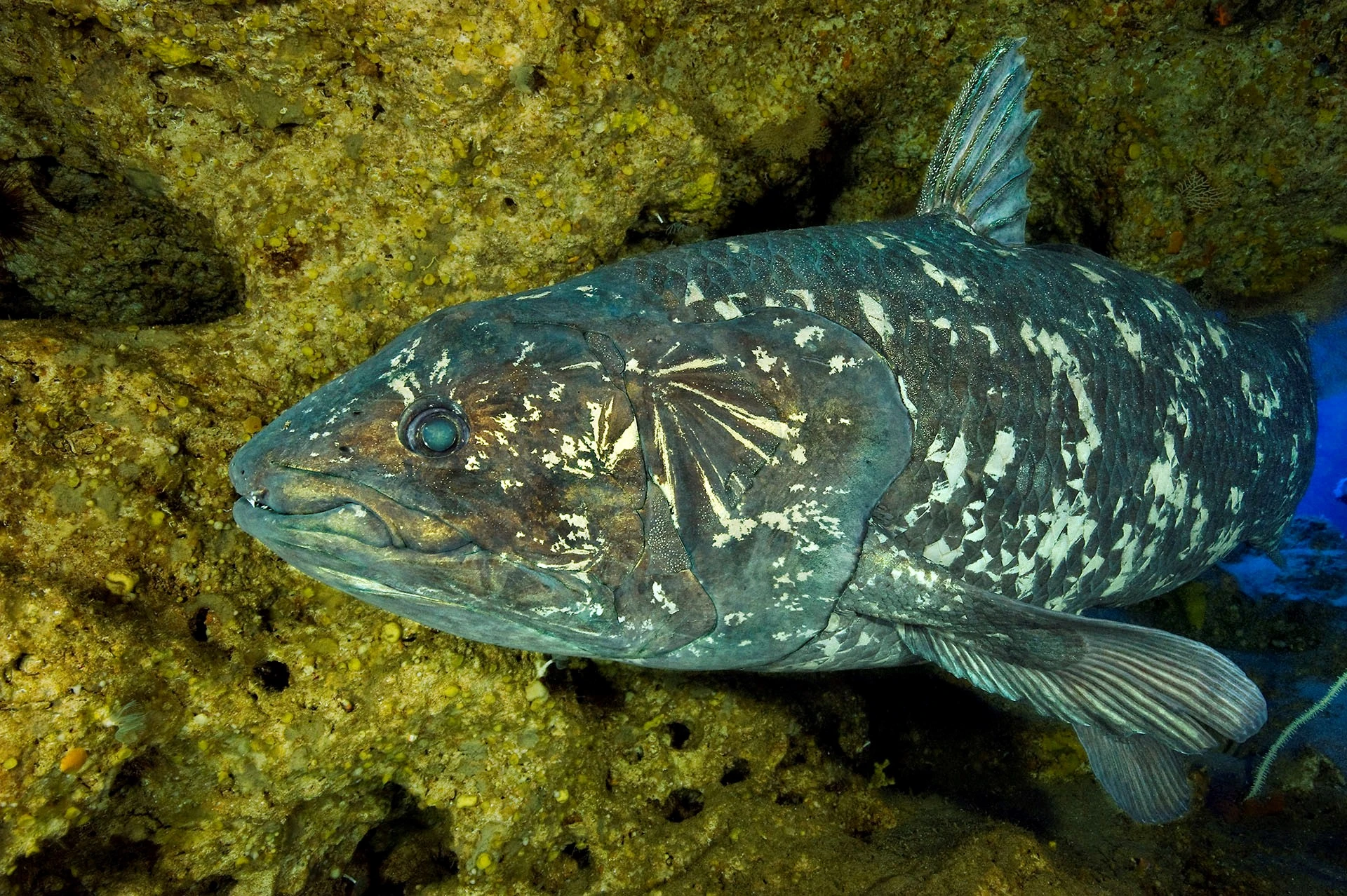 Coelacanth