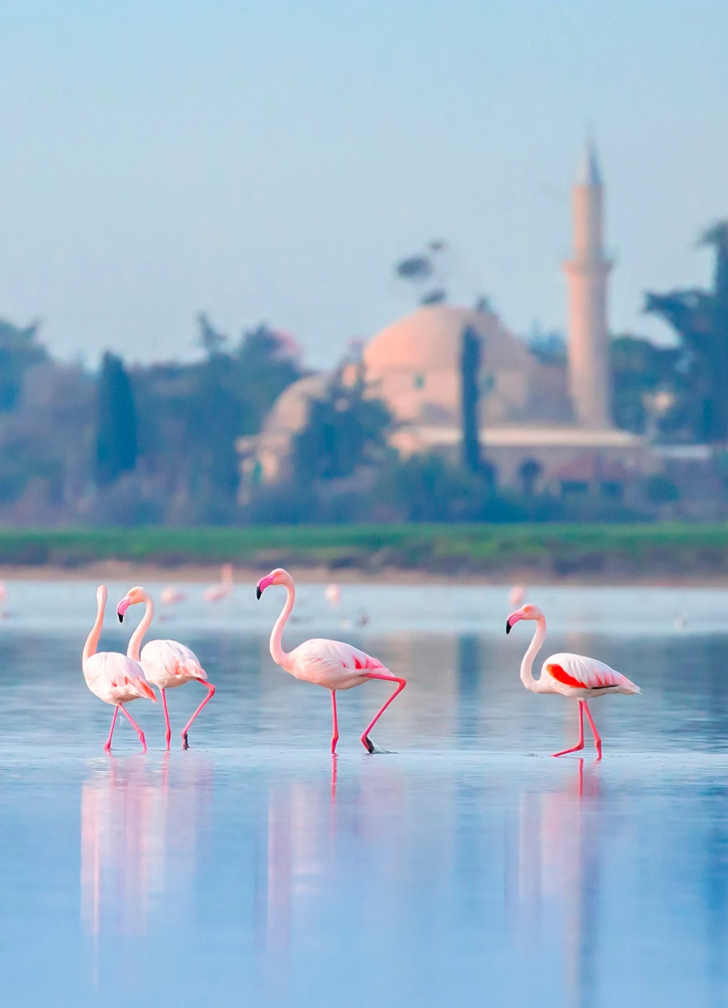 Larnaca Salt Lake