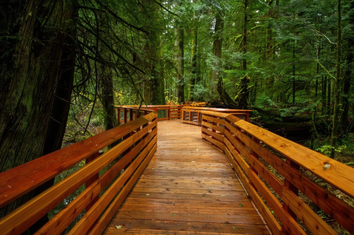 MacMillan (Cathedral Grove)