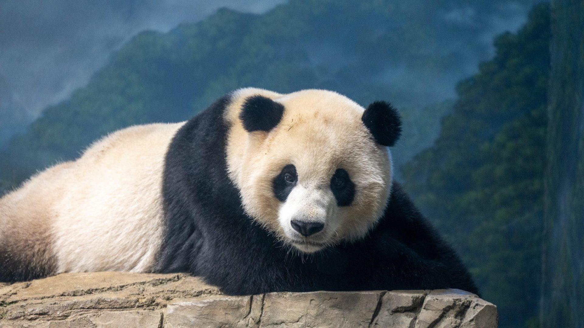 Giant Panda