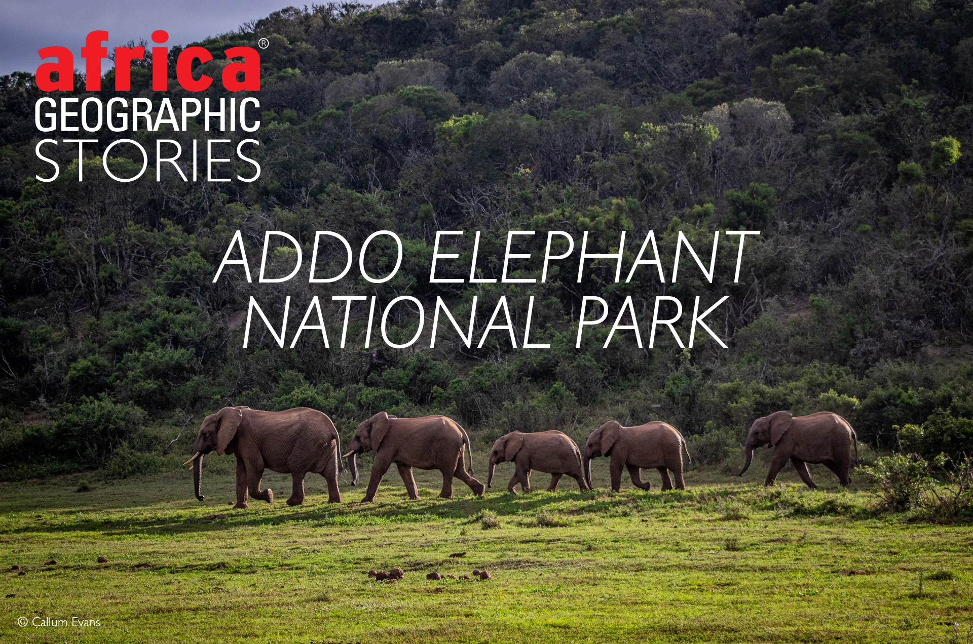 Addo Elephant