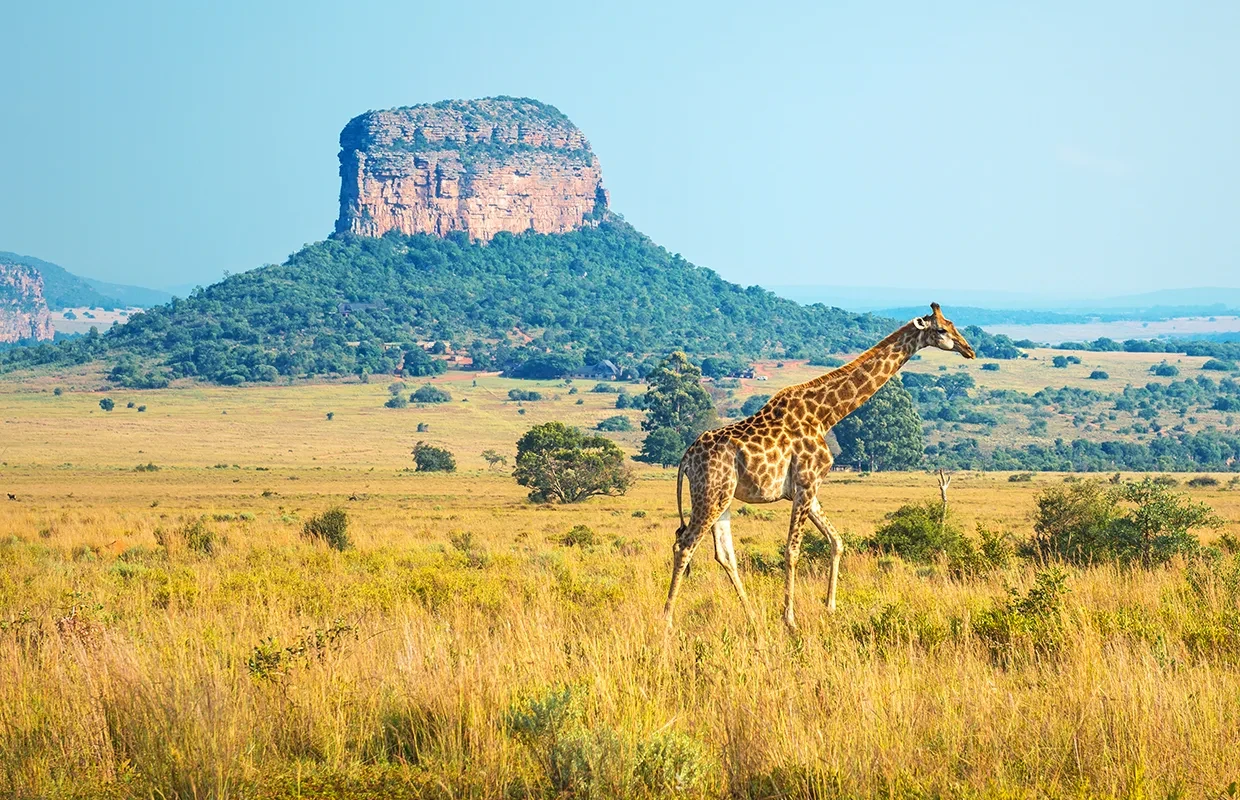 Kruger