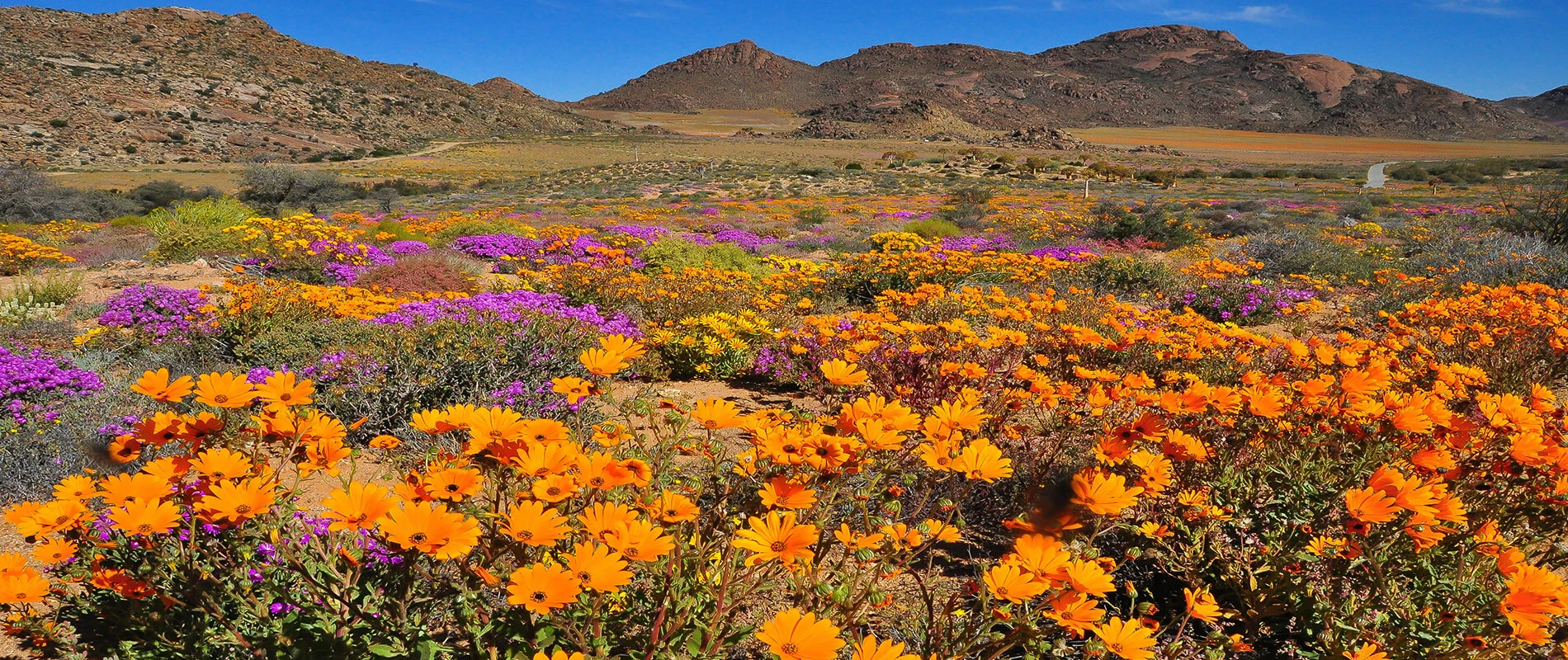Namaqua