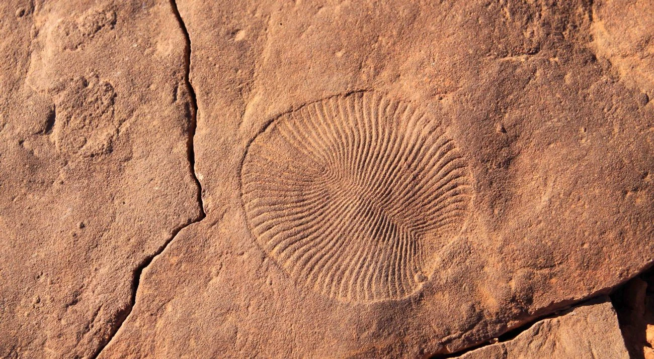 Nilpena Ediacara