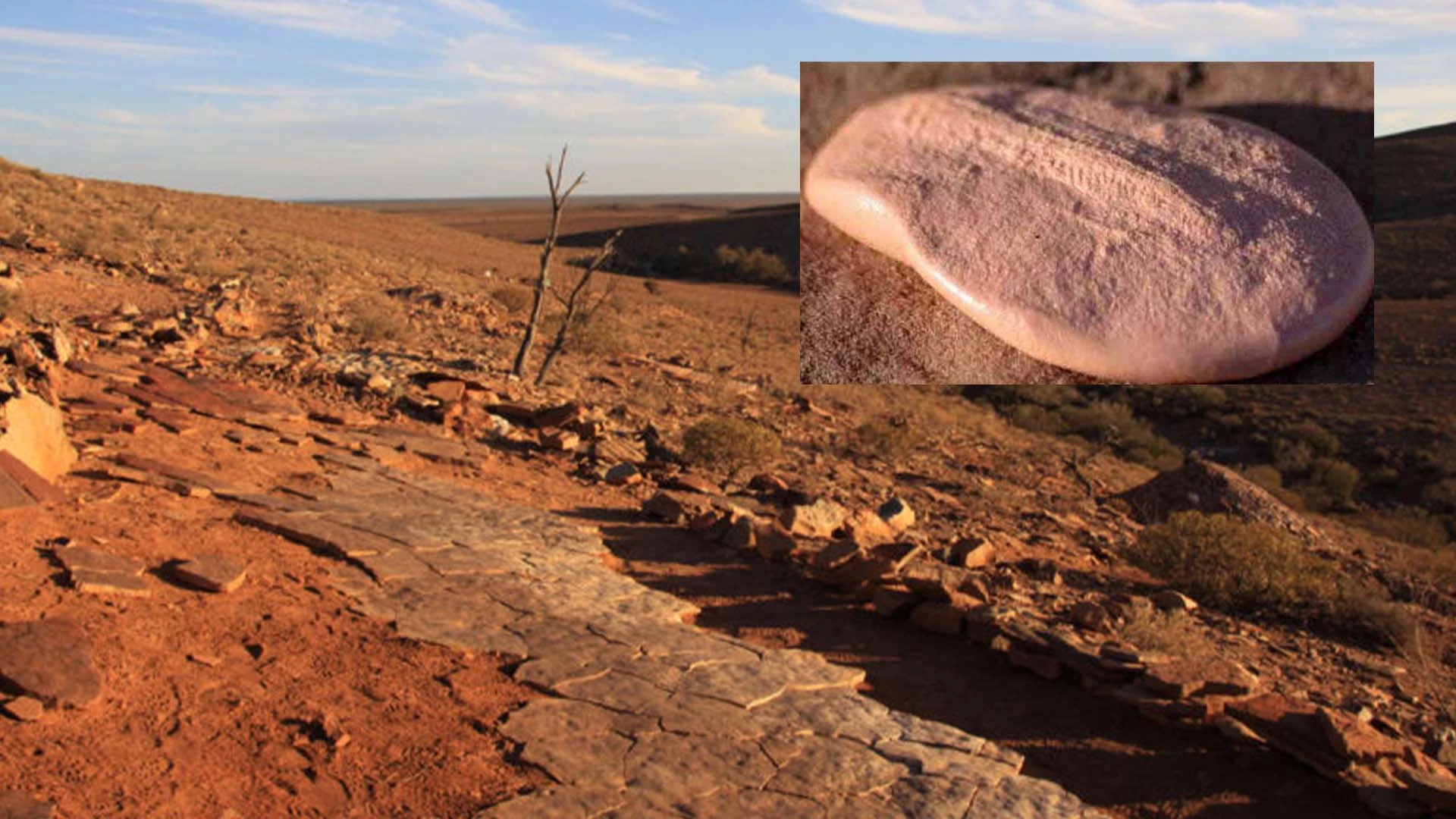 Nilpena Ediacara