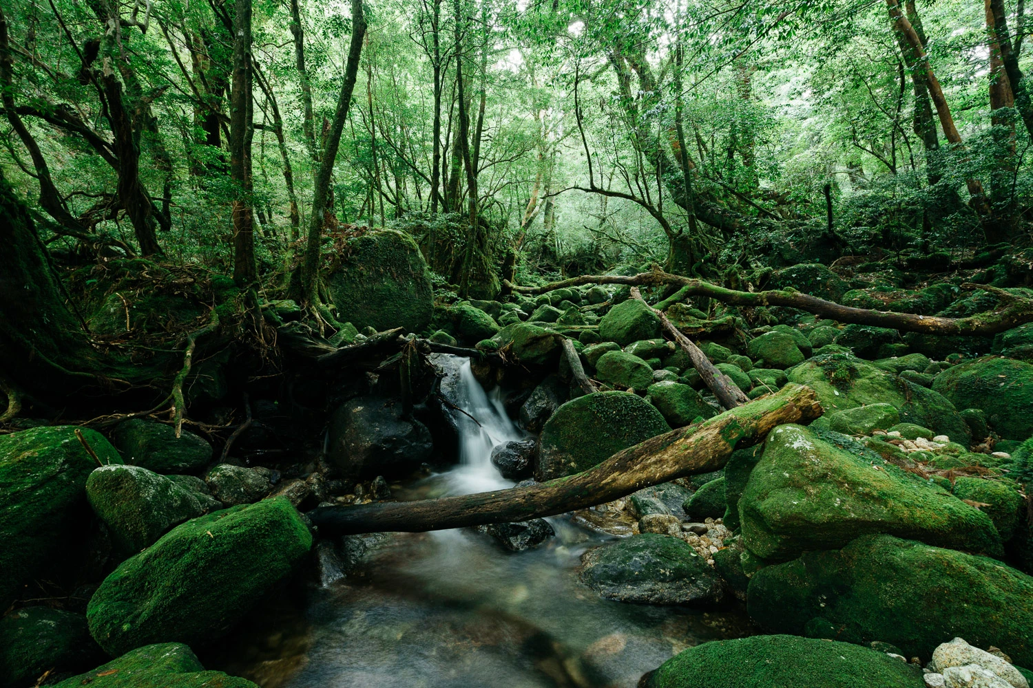 Yakushima