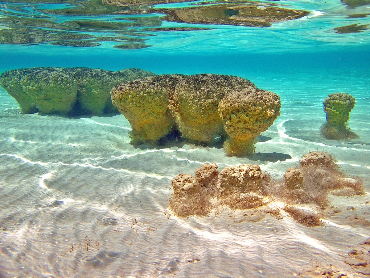 Hamelin Pool