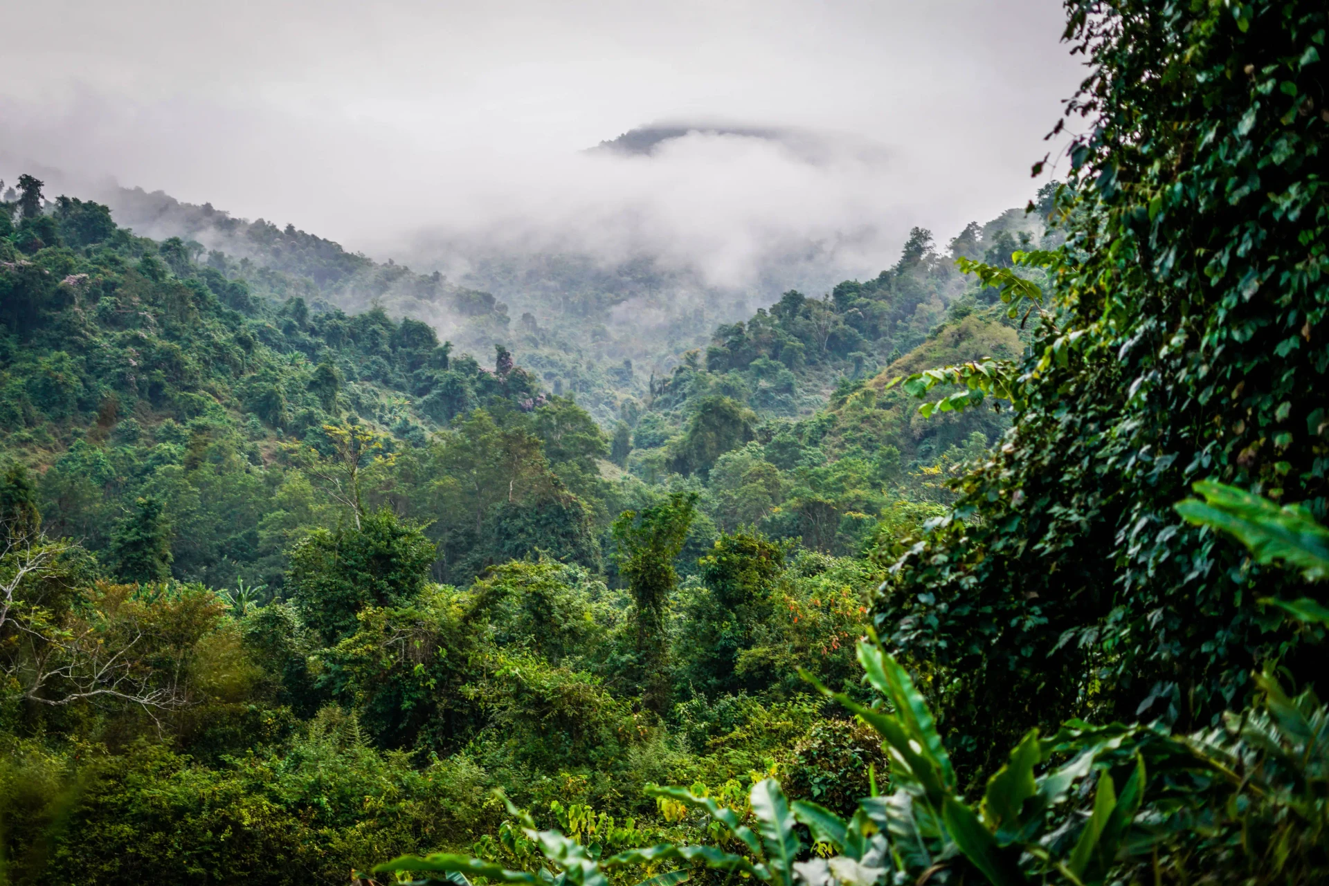 Nam Et-Phou Louey