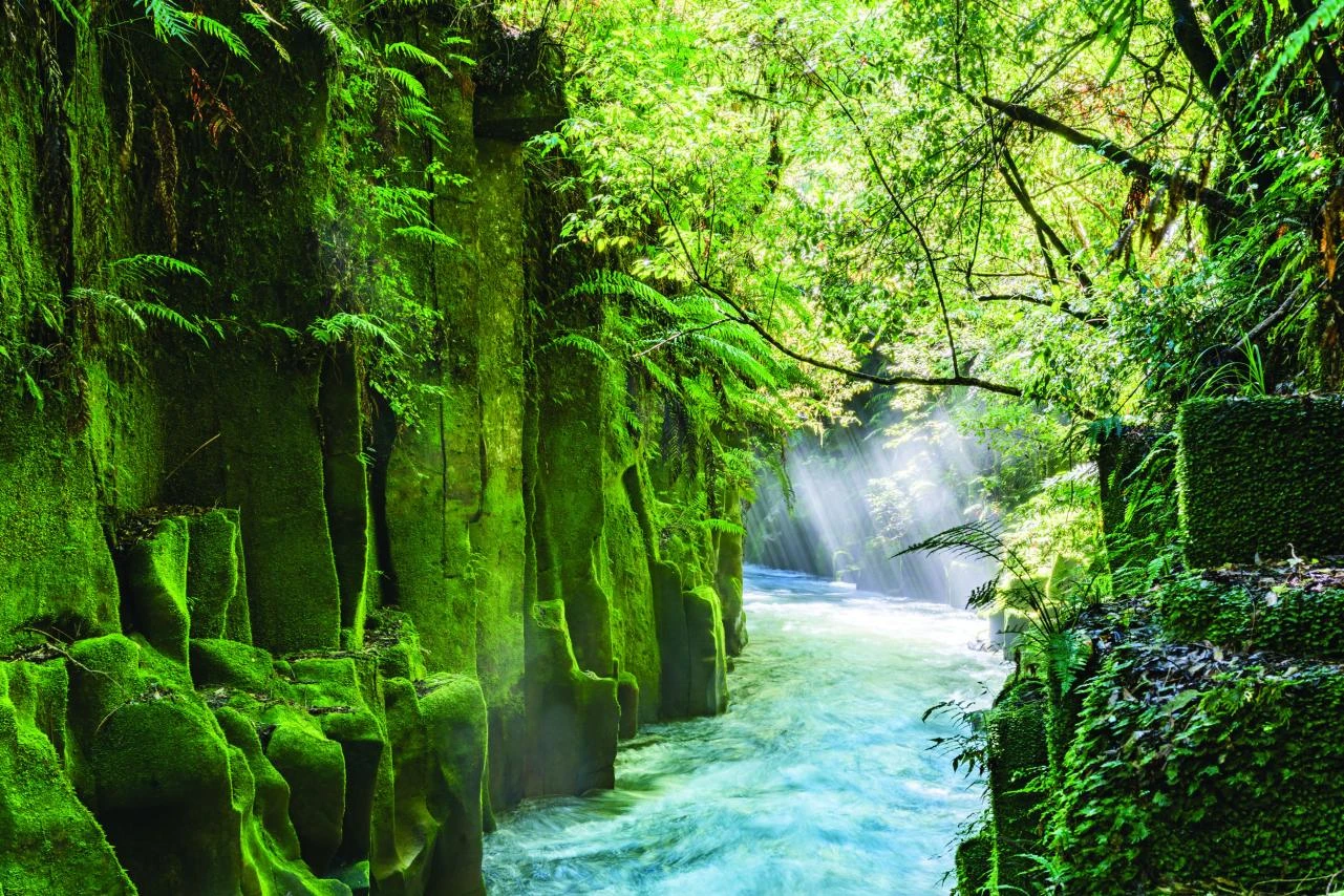 Whirinaki Te Pua-a-Tane