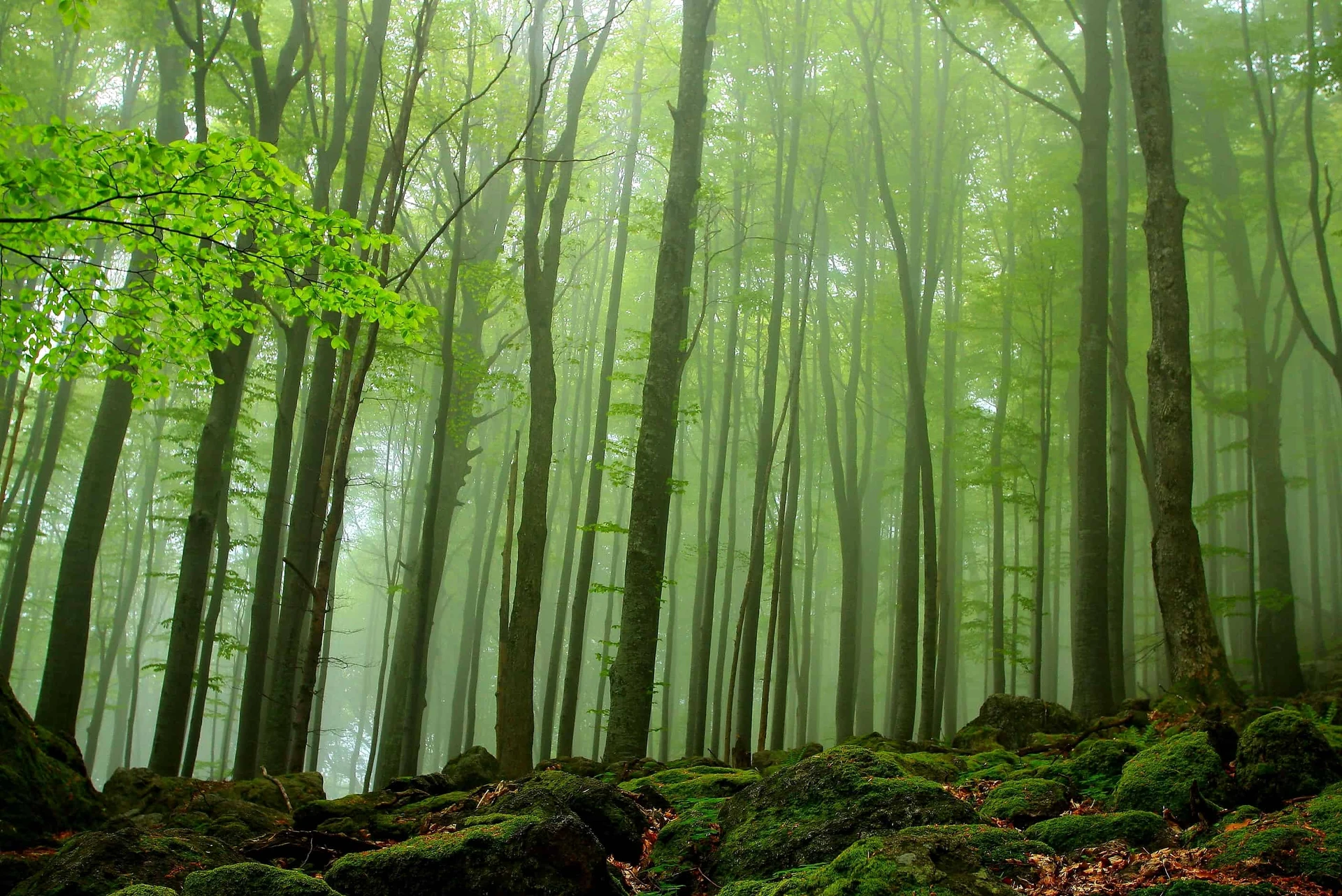 Central Balkan Beech Forests (UNESCO)