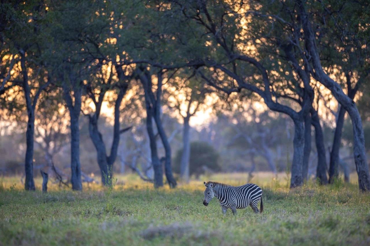 South Luangwa