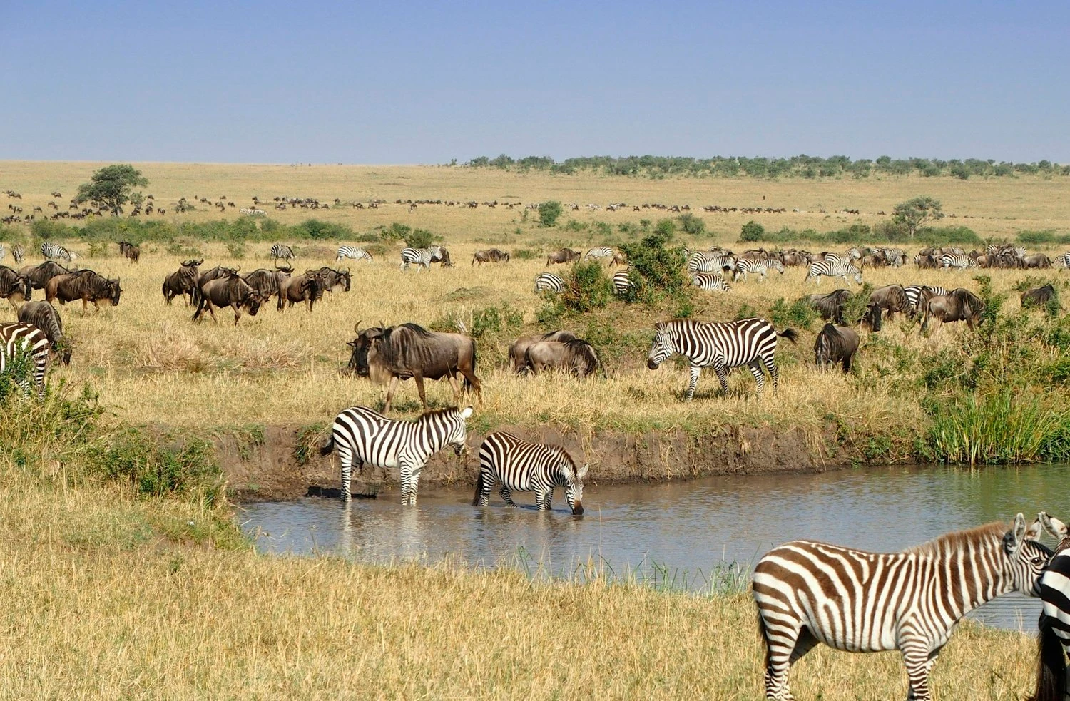 Serengeti
